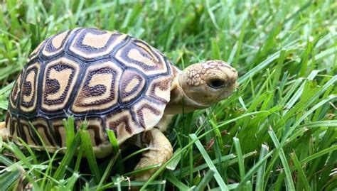 Petco offers a wide selection of reptile tanks, terrariums, enclosures, and cages. . Tortoise for sale near me